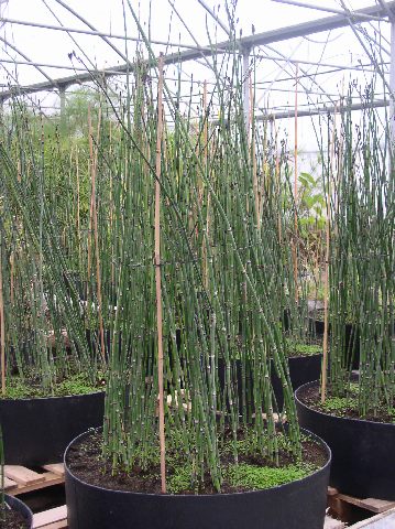 Conteneurs de 1 m de diamètre d'Equisetum americanum